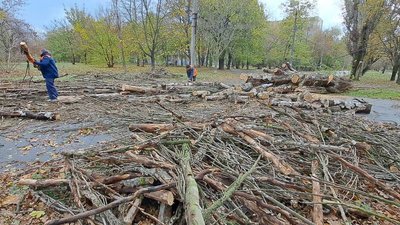 Повалені дерева через негоду