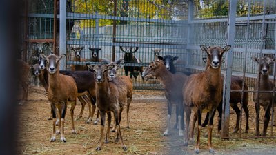 Одеський зоопарк готується до зими Одеський зоопарк готується до зими