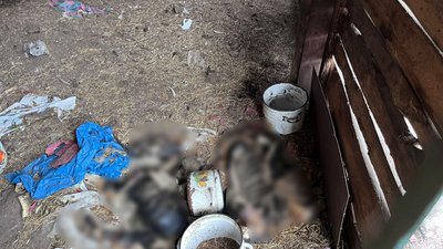 Страусина ферма та парк "Лісове намисто". Порятунок тварин після окупації Ямполя Страусина ферма та парк "Лісове намисто". Порятунок тварин після окупації Ямполя