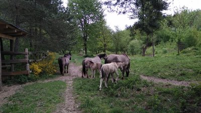 На Львівщині обирають імена двом лошатам нащадків диких коней тарпанів