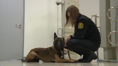 Як бельгійська вівчарка Харді служить на київській митниці. СУСПІЛЬНЕ | ВІДЕОНОВИНИ