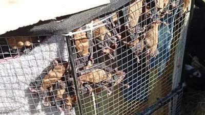 Вбиті лані та валійські кози: екопарк у Харкові потребує допомоги з евакуацією тварин Вбиті лані та валійські кози: екопарк у Харкові потребує допомоги з евакуацією тварин