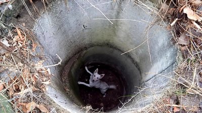 На Дніпропетровщині рятувальники визволили собаку, який упав у люк