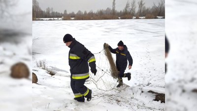 На Чернігівщині надзвичайники врятували двох лебедів із замерзлої водойми На Чернігівщині надзвичайники врятували двох лебедів із замерзлої водойми