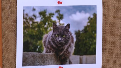 "Дати шанс на нормальне життя": у Рівному зоозахисники створили фотовиставку безпритульних тварин "Дати шанс на нормальне життя": у Рівному зоозахисники створили фотовиставку безпритульних тварин