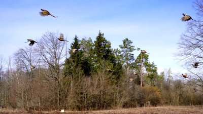 Вирощених на Житомирщині фазанів випустили у дику природу