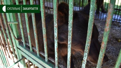 Ведмеді Балу та Тимоша прибули до Реабілітаційного Центру Бурого Ведмедя на Міжгірщині Ведмеді Балу та Тимоша прибули до Реабілітаційного Центру Бурого Ведмедя на Міжгірщині