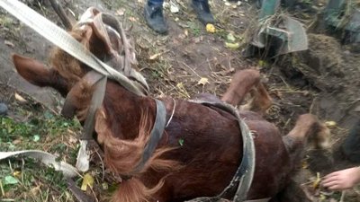 На Львівщині рятувальники з місцевими витягнули з вигрібної ями коня