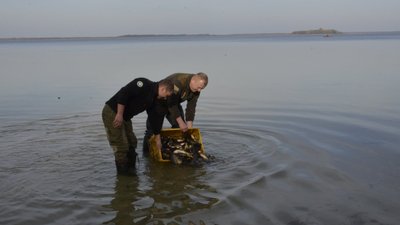 Вперше за 30 років: найбільше озеро Волині випустили пів тонни риби Вперше за 30 років: найбільше озеро Волині випустили пів тонни риби