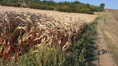 На Одещині фермерське господарство незаконно зайняло сім гектарів державної землі