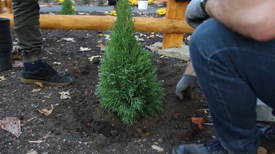 До Дня захисників перед військовим шпиталем у Харкові висадили алею туй