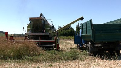 На Рівненщині стартували жнива: фермери збирають ріпак та ярі зернові На Рівненщині стартували жнива: фермери збирають ріпак та ярі зернові