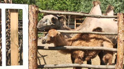 Самиця верблюда з маленькою самочкою у хмельницькому реабілітаційному центрі для диких тварин. Самиця верблюда з маленькою самочкою у хмельницькому реабілітаційному центрі для диких тварин.