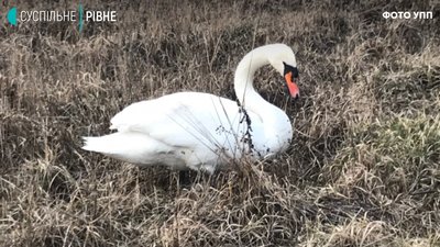 У Рівному патрульні і залізничники ловили на коліях лебедя: чому і що з птахом У Рівному патрульні і залізничники ловили на коліях лебедя: чому і що з птахом