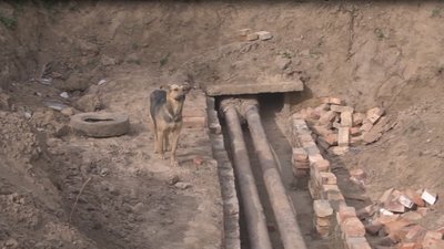 Врятовані у Луцьку цуценята почуваються добре, - Оксана Богданюк Врятовані у Луцьку цуценята почуваються добре, - Оксана Богданюк