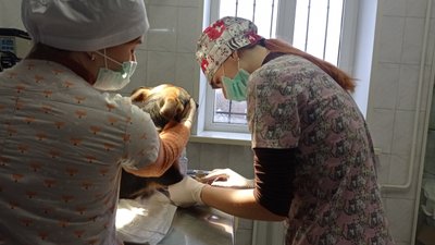 Стерилізація безпритульних тварин у Полтаві 2021-го року: що відомо Стерилізація безпритульних тварин у Полтаві 2021-го року: що відомо