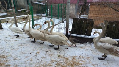 Зі зламаними крилами, травмами голови та ранами: історії евакуйованих на Дніпропетровщину птахів із зон бойових дій