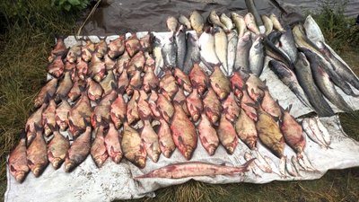 Риба, яку виловив чоловік