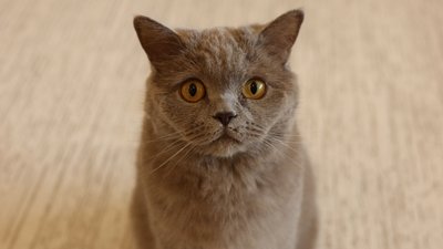 Кіт породи «Британський висловухий»