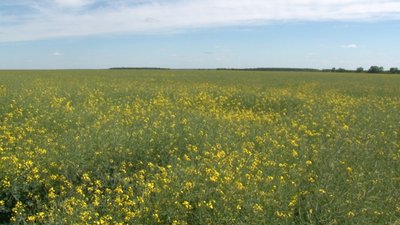 Продовольчий фронт: на Черкащині завершилася посівна