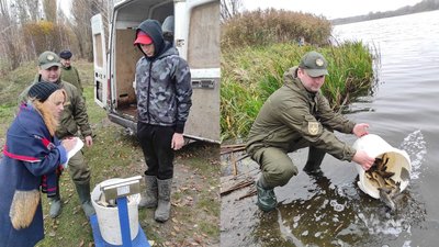 У водойму на Волині випустили понад пів тонни риби У водойму на Волині випустили понад пів тонни риби
