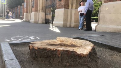 Дерево, яке зрізали біля центрального корпусу Чернівецького національного університету
