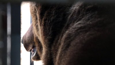 У притулок "Домажир" на Львівщині привезли нову ведмедицю У притулок "Домажир" на Львівщині привезли нову ведмедицю