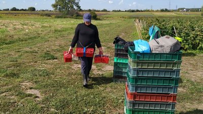 Плодово-ягідний сезон: на який врожай очікують фермери Плодово-ягідний сезон: на який врожай очікують фермери