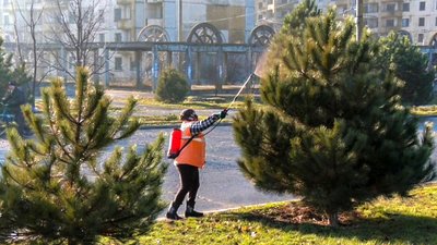 На Кіровоградщині ялини і сосни убезпечують від браконьєрства за допомогою спецрозчину