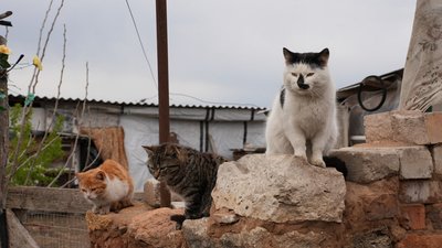 Щоденники забутих сіл: Новогригорівка й Біла Криниця Щоденники забутих сіл: Новогригорівка й Біла Криниця