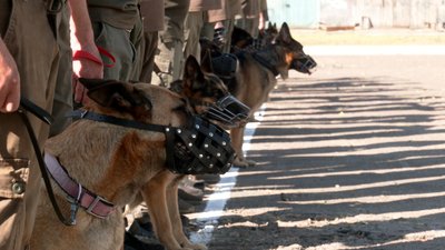 Кінологи зі своїми собаками з'їхались на змагання до виправної колонії, що на Чернігівщині