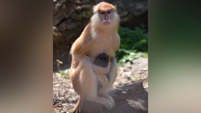 У Луцькому зоопарку народилося мавпеня У Луцькому зоопарку народилося мавпеня