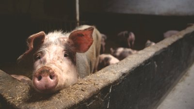 На Полтавщині зафіксували вірус африканської чуми свиней