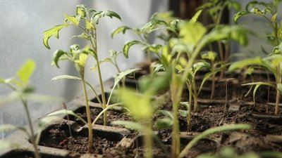 Огірки, помідори, перець. У тролейбусному депо Дніпра вирощують овочі в теплиці