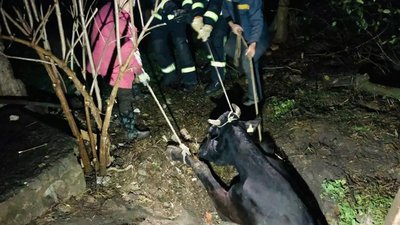Впала у двометрову яму. На Криворіжжі рятувальники допомогли корові