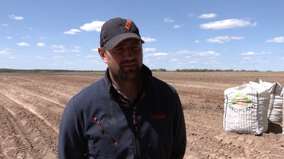 «Золота картопля»: на Чернігівщині майже втричі зросли витрати на висадку картоплі «Золота картопля»: на Чернігівщині майже втричі зросли витрати на висадку картоплі