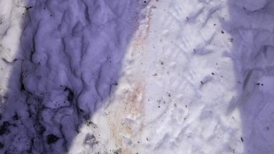 У Ружинській громаді на Житомирщині виявили сліди, що можуть свідчити про незаконне полювання У Ружинській громаді на Житомирщині виявили сліди, що можуть свідчити про незаконне полювання