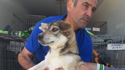 З Одеської області до Румунії вивезли 16 собак та двох котів З Одеської області до Румунії вивезли 16 собак та двох котів