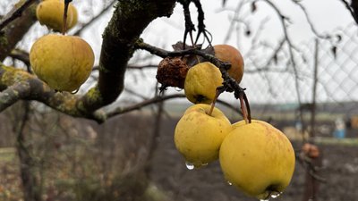 Яблука на дереві