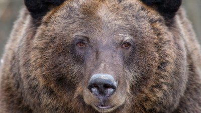Ведмеді у Галицькому НПП прокинулися і чекають тепла