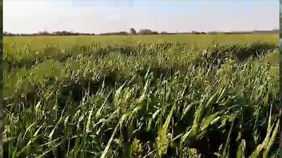 Один мільйон 207 тисяч гектарів планують засіяти аграрії Хмельниччини