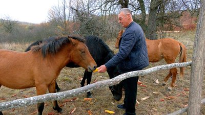 У заповіднику на Вінниччині розводять диких коней