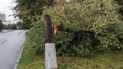У Харкові через негоду впало 23 дерева У Харкові через негоду впало 23 дерева