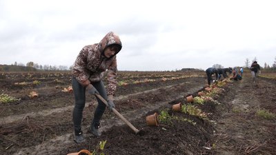 У П’ядицькій ОТГ висадять більше 6 тисяч кущів лохини за грантові гроші