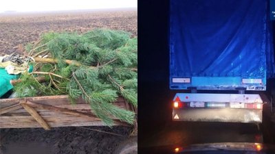 П'ять сосен і пів тисячі ялинок: на Рівненщині поліція виявила двох водіїв із підозрілим товаром