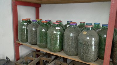Насіння зберігають в банках Насіння зберігають в банках