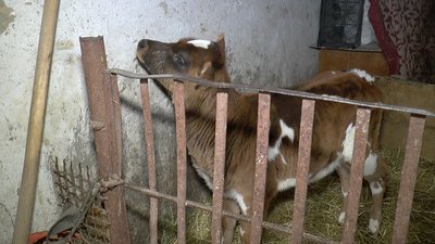 Теличка Зорька Теличка Зорька