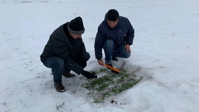 Як зміни температури вплинуть на урожай озимих на Тернопільщині Як зміни температури вплинуть на урожай озимих на Тернопільщині