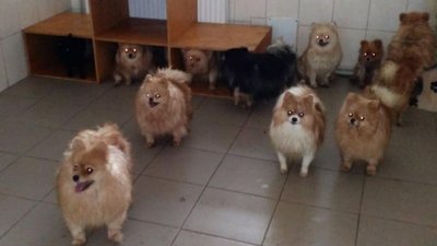 У харківський притулок з Північної Салтівки евакуювали 27 померанських шпіців: їм шукають родини