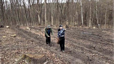 Дуби і модрини: у громаді на Тернопільщині заліснюють території Дуби і модрини: у громаді на Тернопільщині заліснюють території